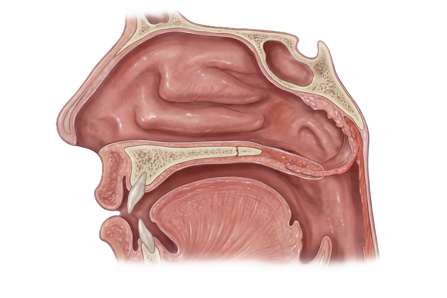 Cross-section of human nasal cavity showing sinuses and nasal passages.