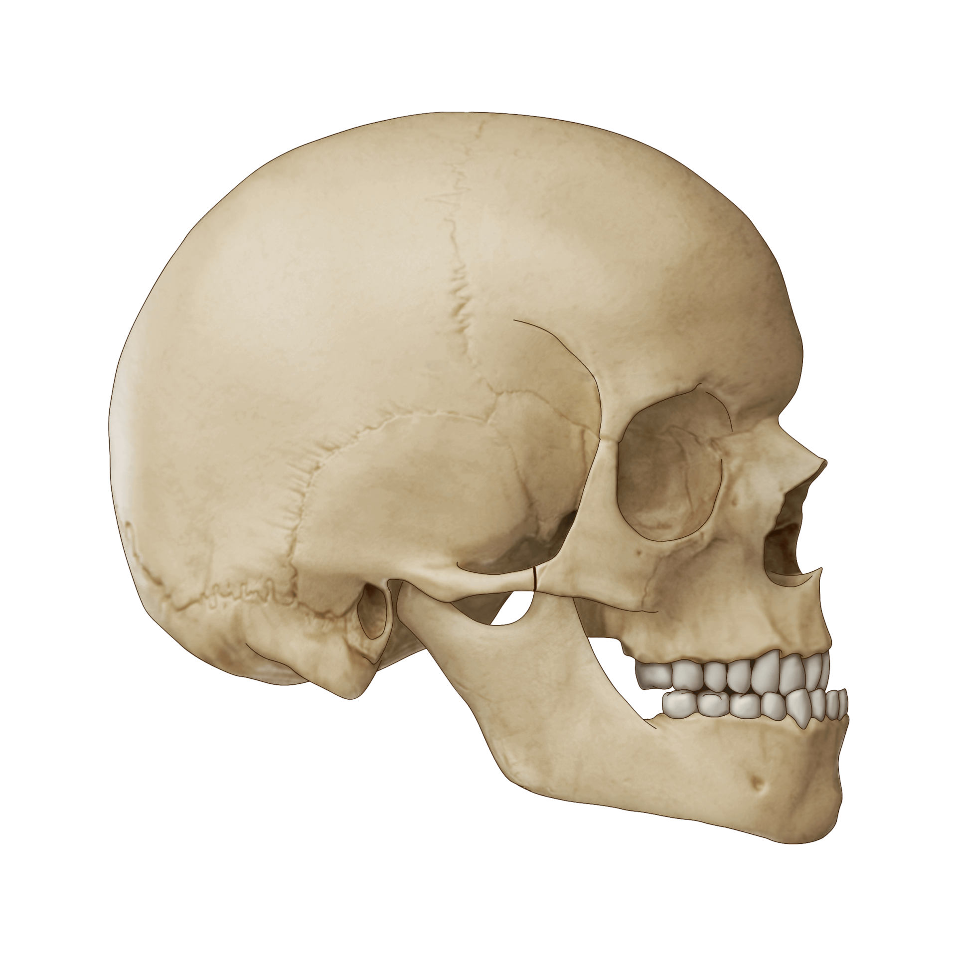 Illustration of the craniofacial skeleton before monobloc advancement.